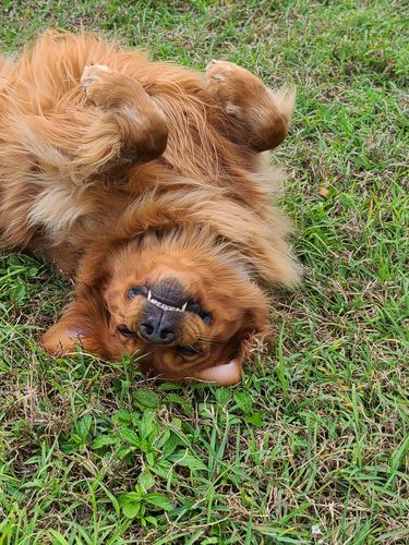 A happy dog laying on his back on the green grass