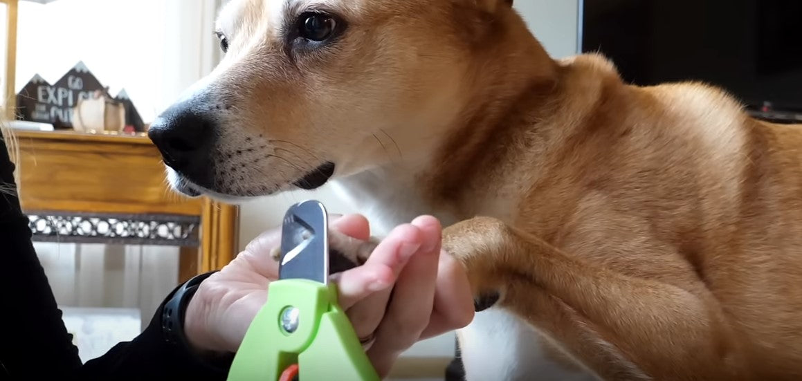 Laser dog nail clippers best sale