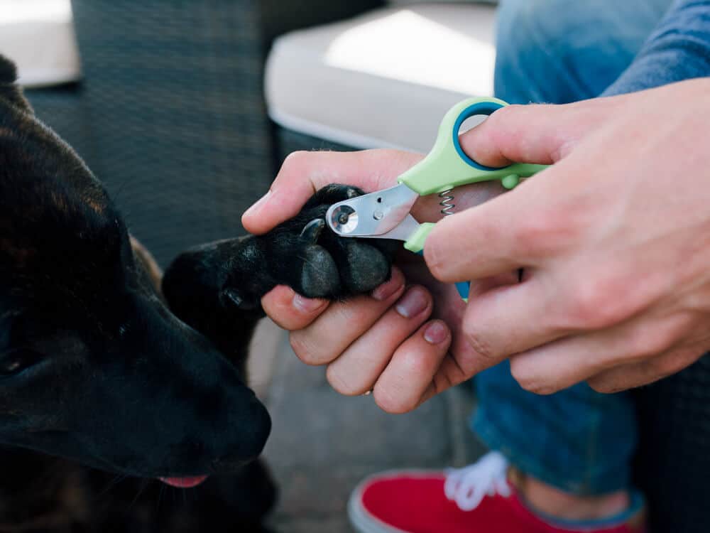 Cutting the nails of a black dog with a Zen Clipper 