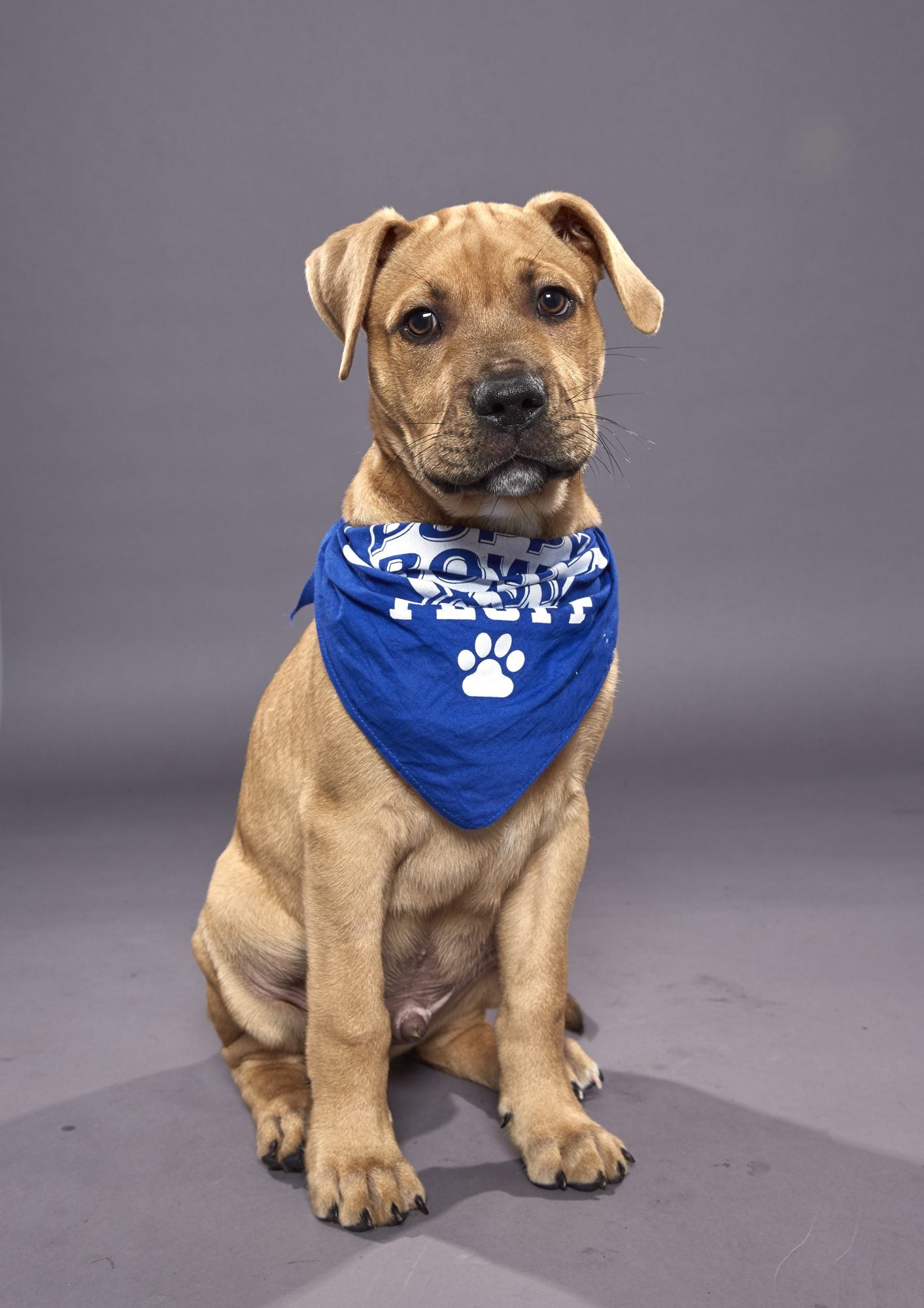 A brown dog with a blue bandana bowl at his neck