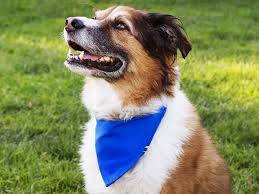 A dog with a blue bandana bowl at his neck sitting on the grass